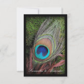 Cartons Réponse Rich Peacock Feed avec mousse verte (Dos)