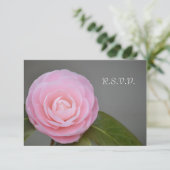 Cartons Réponse Rose rose rose printemps (Debout devant)