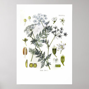 Carum carvi (karwij) poster