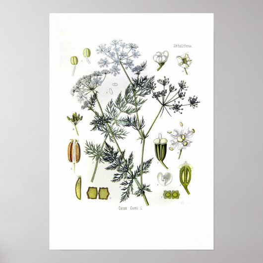 Carum carvi (karwij) poster (Voorkant)