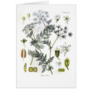 Carvi de Carum (cumin)