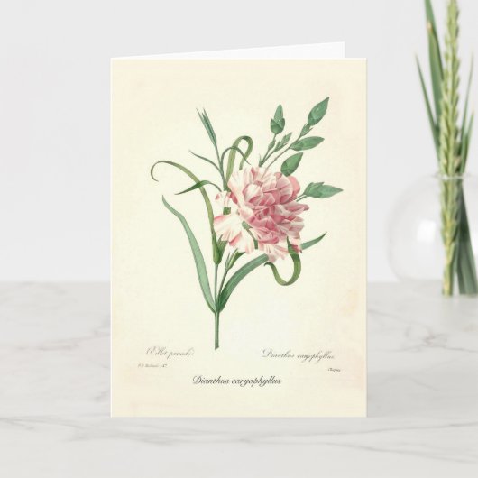 Caryophyllus van Dianthus Kaart (Voorkant)