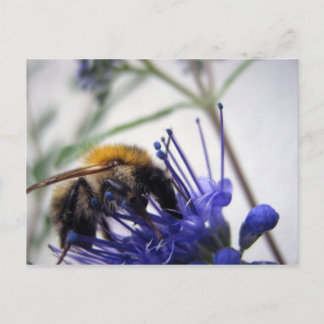 Caryopteris Briefkaart