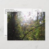 cascade-berg briefkaart (Voorkant / Achterkant)