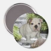 Cascade Bulldog Puppy Magnet (Recto/Verso)