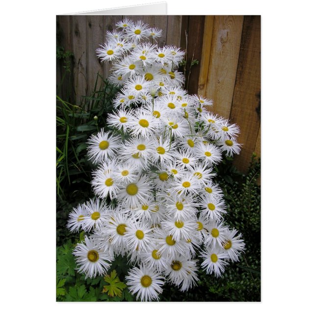 Cascade de Daisy (Devant)