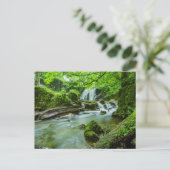 Cascade de la forêt paisible Photo Carte postale (Debout devant)