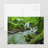 Cascade de la forêt paisible Photo Carte postale (Devant / Derrière)