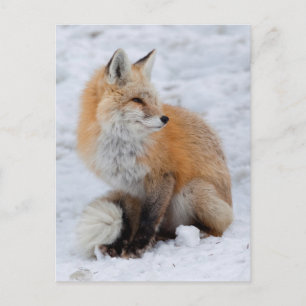 Cascade Fox in sneeuw Feestdagenkaart