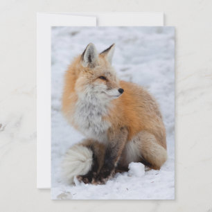Cascade Fox in sneeuw Feestdagenkaart