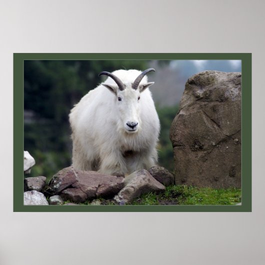 Cascade Mountain Goat Poster (Voorkant)