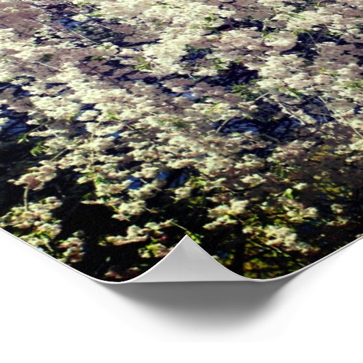 Cascade of White Spring Flower Blossom Poster (Hoek)