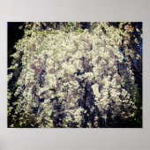 Cascade of White Spring Flower Blossom Poster (Voorkant)