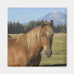 Cascade Range Kastanjebruine Paard Magneet