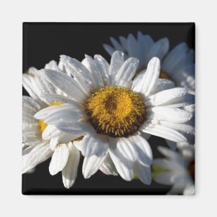 Cascading Daisy Magneet
