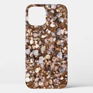 Coques dans la boue