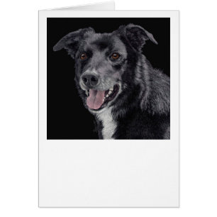 Cash the Border Collie - Card