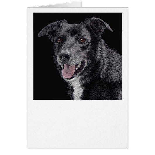 Cash the Border Collie - Carte (Devant)