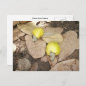Cashew Fruits, Nigeria Briefkaart (Voorkant / Achterkant)