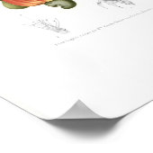 Cashew Poster (Hoek)