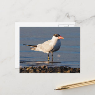 Caspian Tern Seabird bij het strand Briefkaart
