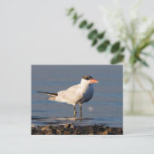 Caspian Tern Seabird bij het strand Briefkaart (Staand voorkant)