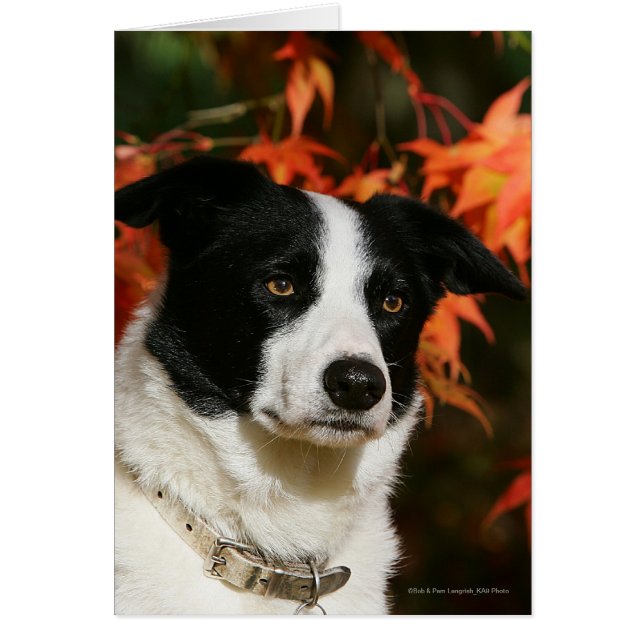 Casque Collie Automne Bordure (Devant)