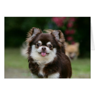 Casque long Haired Chihuahua 1