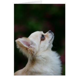 Casque long Haired Chihuahua 2