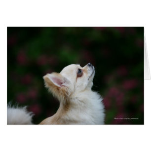Casque long Haired Chihuahua 2