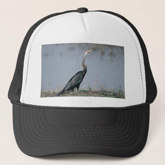 Casquette Animal-Anhinga (Devant)