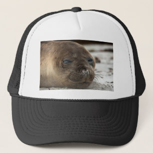 Casquette Bébé phoque d'éléphant