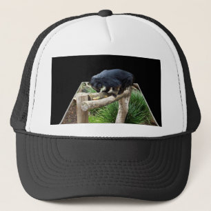 Casquette Binturong Se Trouvant Sur Un Rail En Bois,