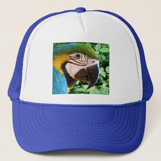 Casquette bleu de perroquet d'ara (Devant)