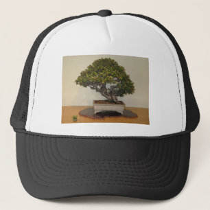 Casquette Bonsaïs à l'arborétum national, DC de Washingto