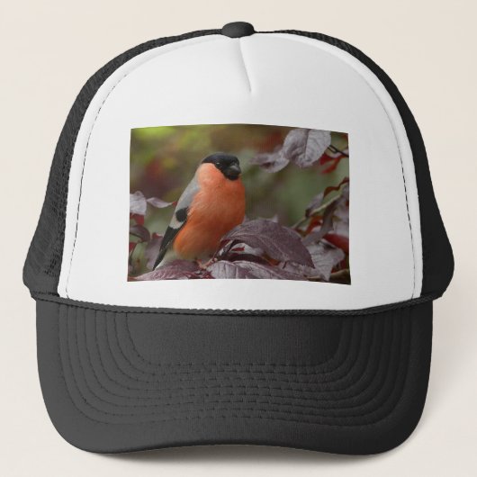 Casquette Bull Finch (Devant)
