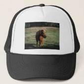 Casquette Chevaux miniatures Brown (Devant)