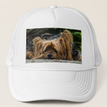 Chien du Yorkshire Terrier