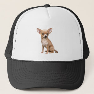 Casquette Chihuahua Chien animal animal animal animal animal