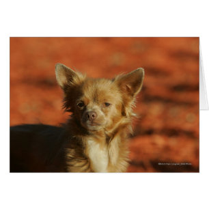 Casquette Chihuahua Puppy