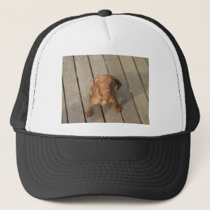 Casquette chiot de vizsla