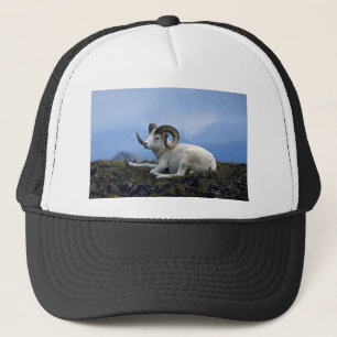 Casquette Dall brebis (Grand bélier allongé)