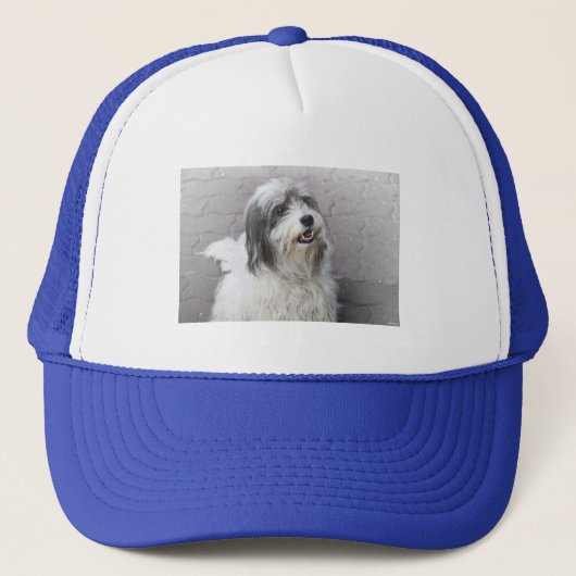 Casquette de chien (Devant)