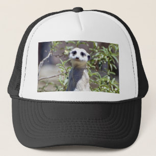 Casquette de Meerkat