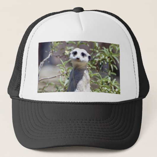 Casquette de Meerkat (Devant)