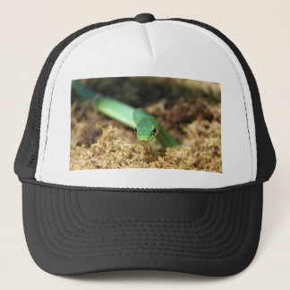Casquette de serpent vert