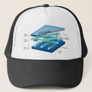 Casquette Diagramme de paroi cellulaire de plante