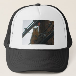 Casquette Écureuil sur un Polonais dans le Colorado