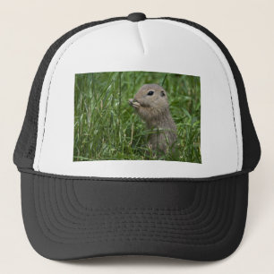 Casquette écureuil terrestre européen