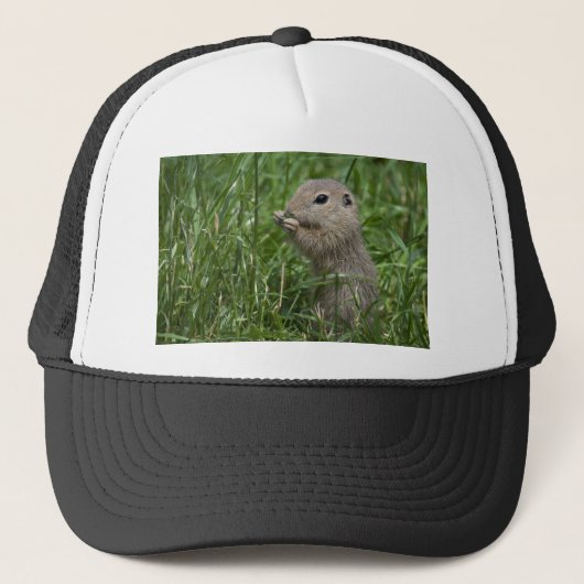 Casquette écureuil terrestre européen (Devant)